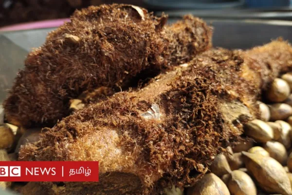 கொல்லி மலை: மூட்டு வலிகளை போக்கும் முடவன் ஆட்டுக்கால் கிழங்கை எப்படி சாப்பிடுவது?