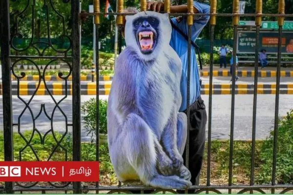 ஜி20 மாநாடு: டெல்லியில் குரங்குகளுக்கு கட்-அவுட் வைப்பது ஏன் தெரியுமா?