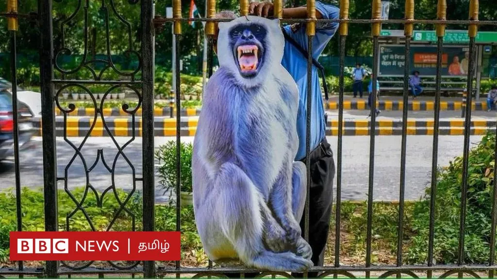 ஜி20 மாநாடு: டெல்லியில் குரங்குகளுக்கு கட்-அவுட் வைப்பது ஏன் தெரியுமா?