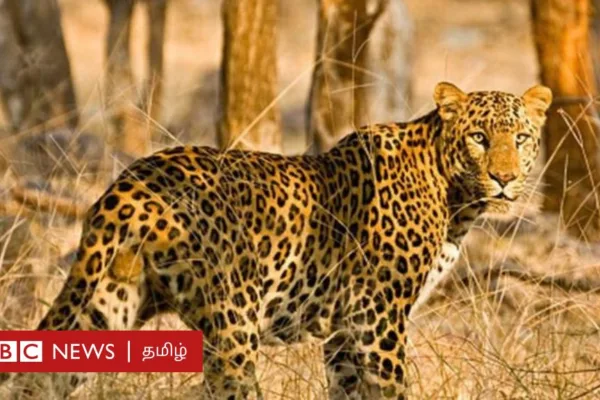 சிறுத்தை நேருக்குநேராக வந்தால் தப்பிக்க என்ன செய்ய வேண்டும்?