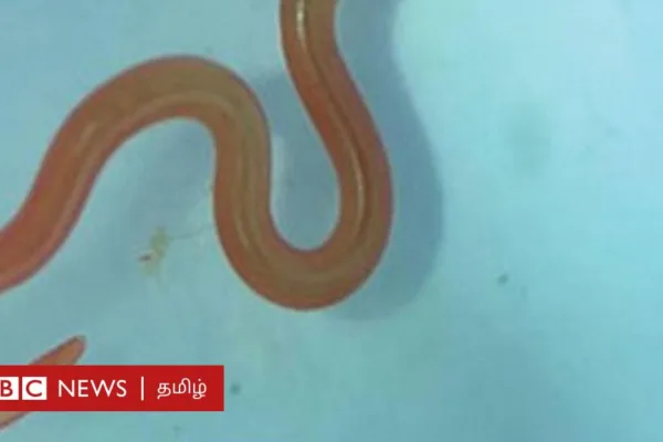 மலைப்பாம்பில் இருக்கும் புழு பெண்ணின் மூளைக்குள் வந்தது எப்படி? மனித குலத்தை விஞ்ஞானிகள் எச்சரிப்பது ஏன்?