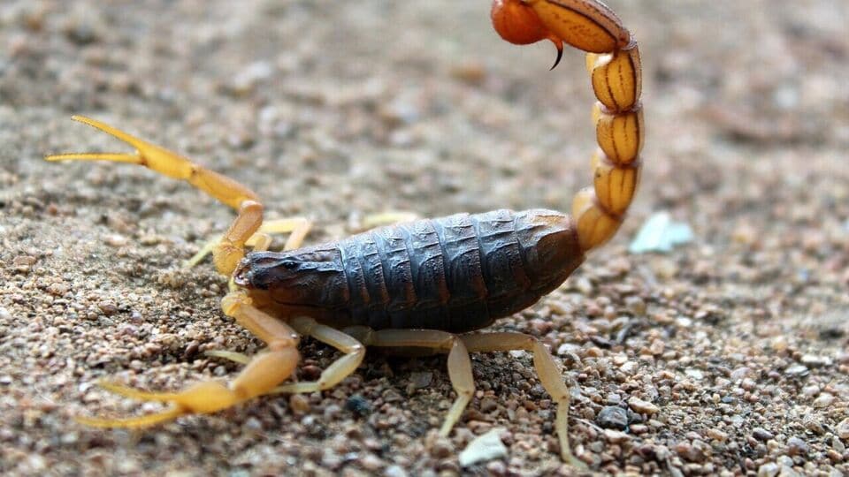 Scorpio: விருச்சிக ராசிக்காரர்கள் எந்த ராசிக்காரரை திருமணம் செய்யலாம்?