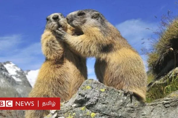 மனிதர்கள் போலவே நட்பு கொள்ளும் விலங்குகள் - நட்புறவை எப்படி பராமரிக்கின்றன?