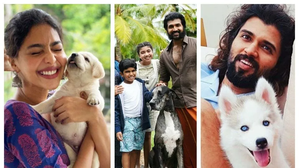 Zodiac Signs Luck: வளர்ப்பு பிராணிகள் கொண்டு வரும் சல்லிய தோஷம் - யார் யார் பிராணிகள் வளர்க்கக்கூடாது? - ஜோதிடர் பேட்டி!