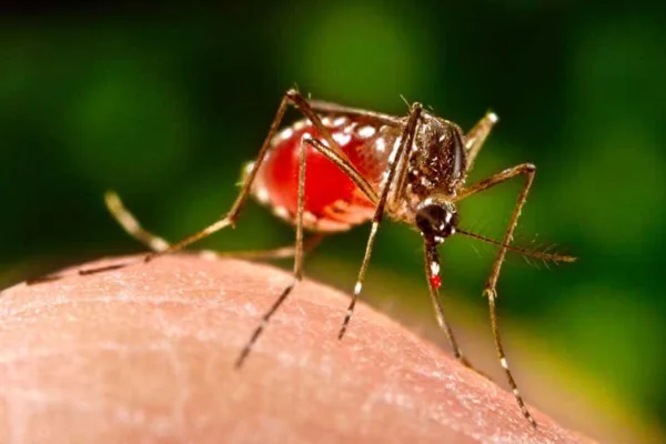 அதிகரிக்கும் டெங்கு காய்ச்சல்!… கொசுவை ஒழிக்க இதை பயன்படுத்துகிறீர்களா?… 90% ஆபத்து!