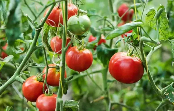 உணவில் தக்காளி சேர்த்துக்கொள்வது நல்லதா?? கட்டாயம் தெரிந்து கொள்ளுங்கள்..