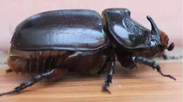 ஜாக்கிரதை!!! வண்டு கடித்ததால் கட்டிட தொழிலாளிக்கு நேர்ந்த சோகம்..