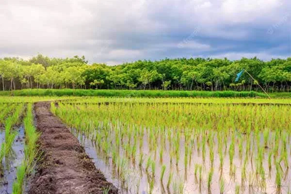 city ​​banner  வருண பகவானின் கருணைப்பார்வை   கரிசனம் கிடைக்காதா'  மழை எதிர்பார்ப்பில் மதுரை விவசாயிகள்