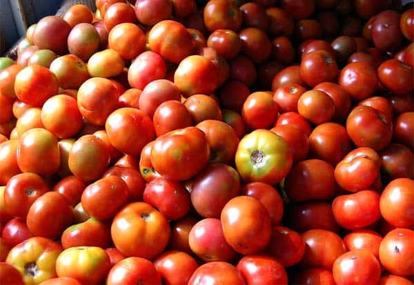 If the price goes up, the government will buy it, if it goes down, the government will stand aside: Farmers are suffering because of no price for the produce  விலை உயர்ந்தால் கொள்முதல் , குறைந்தால் ஒதுங்கும் அரசு:  விளை பொருட்களுக்கு விலை       இன்றி  விவசாயிகள்  தவிப்பு