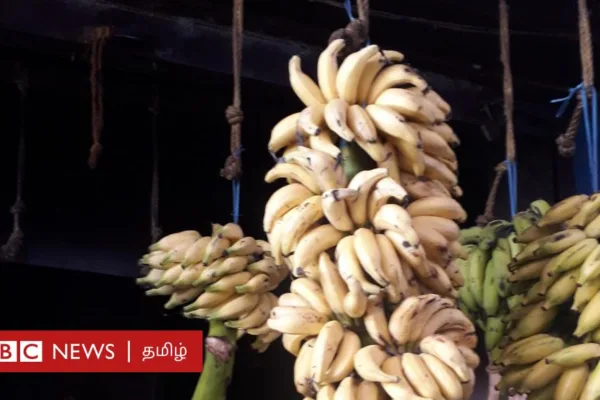 தேன் போல் இனிக்கும் மட்டி வாழை: 6 மாத குழந்தைக்கு கொடுப்பது நல்லதா?
