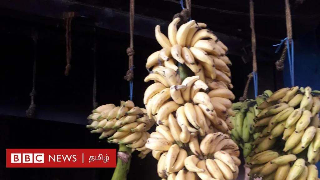 தேன் போல் இனிக்கும் மட்டி வாழை: 6 மாத குழந்தைக்கு கொடுப்பது நல்லதா?