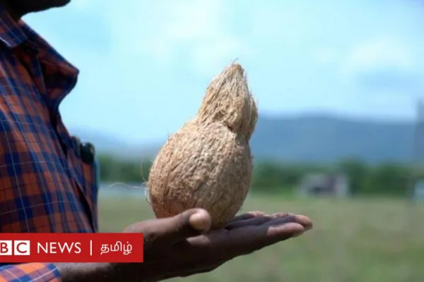 தேங்காய் மூலம் நிலத்தடி நீரோட்டம் பார்க்க முடியுமா? அறிவியல் என்ன சொல்கிறது?