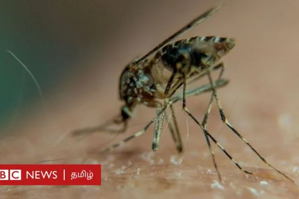 குழந்தைகளுக்கு டெங்கு காய்ச்சல் இருப்பதை முன்பே கண்டறிவது எப்படி?