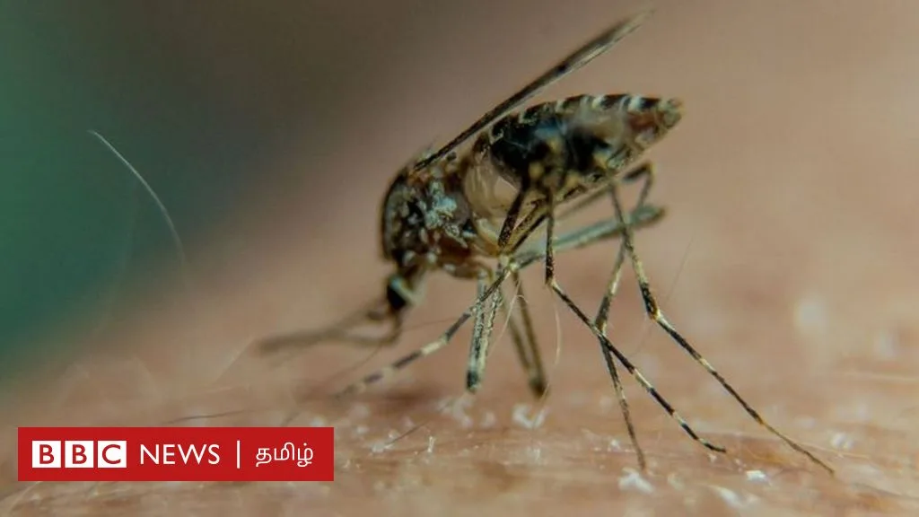 குழந்தைகளுக்கு டெங்கு காய்ச்சல் இருப்பதை முன்பே கண்டறிவது எப்படி?