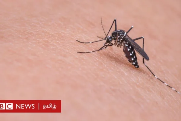 குழந்தைகளை அதிகம் தாக்கும் டெங்கு நோய் : மரணத்தை தவிர்க்க பெற்றோர்கள் செய்ய வேண்டியதும் செய்யக் கூடாததும் என்ன?
