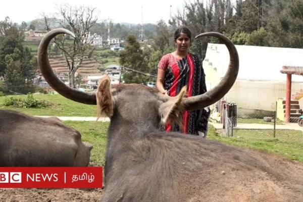 இந்த எருமைகளின் விந்தணுக்களை அரசு பாதுகாப்பது ஏன்?