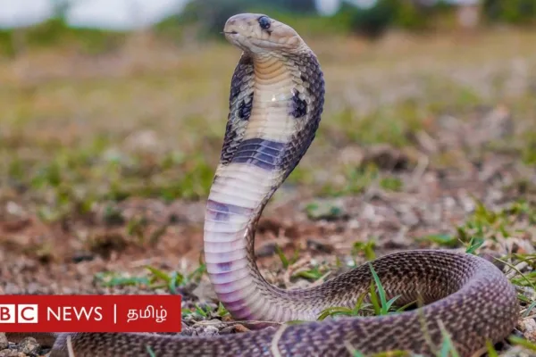 பாம்பு ஒருவரை கடிக்கும் முன் எப்படி எச்சரிக்கும்? தப்பிக்க என்ன செய்ய வேண்டும்?