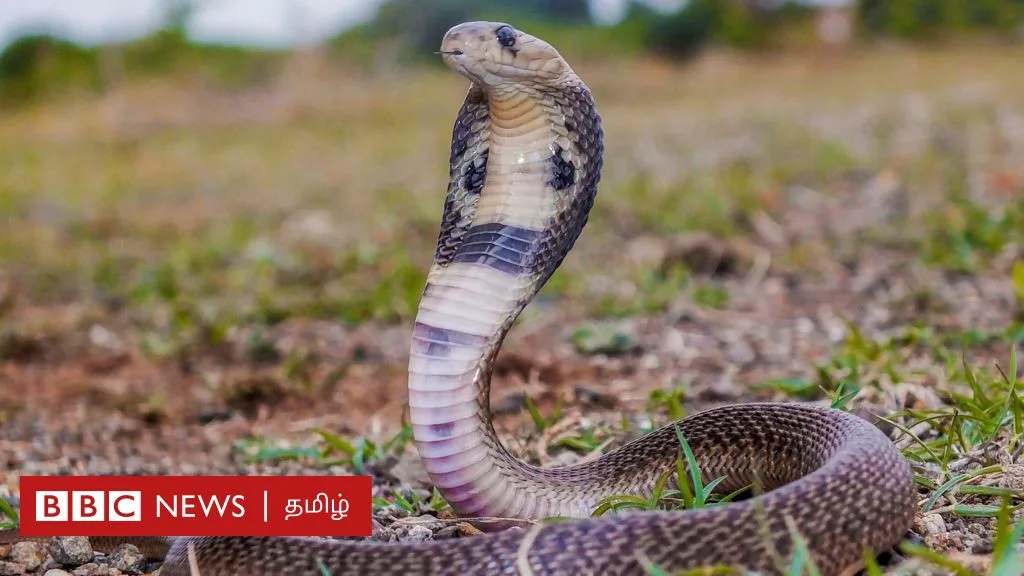 பாம்பு ஒருவரை கடிக்கும் முன் எப்படி எச்சரிக்கும்? தப்பிக்க என்ன செய்ய வேண்டும்?