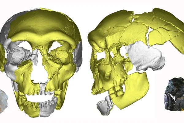 300,000 ஆண்டுகள் பழமையான தாடை எலும்பு படிமத்தின் மூலம் கண்டுபிடிக்கப்பட்ட சாத்தியமான புதிய மனித இனங்கள்