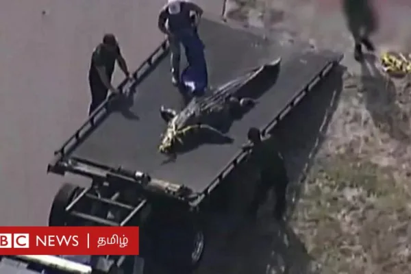 13 அடி நீள ராட்சத முதலையின் வாயில் பெண் உடல் - எங்கே? என்ன நடந்தது?