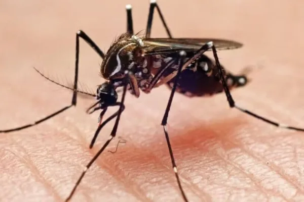 Dengue  Death : டெங்குவுக்கு சிறுவன் பலி – சென்னையில் பரிதாபம்