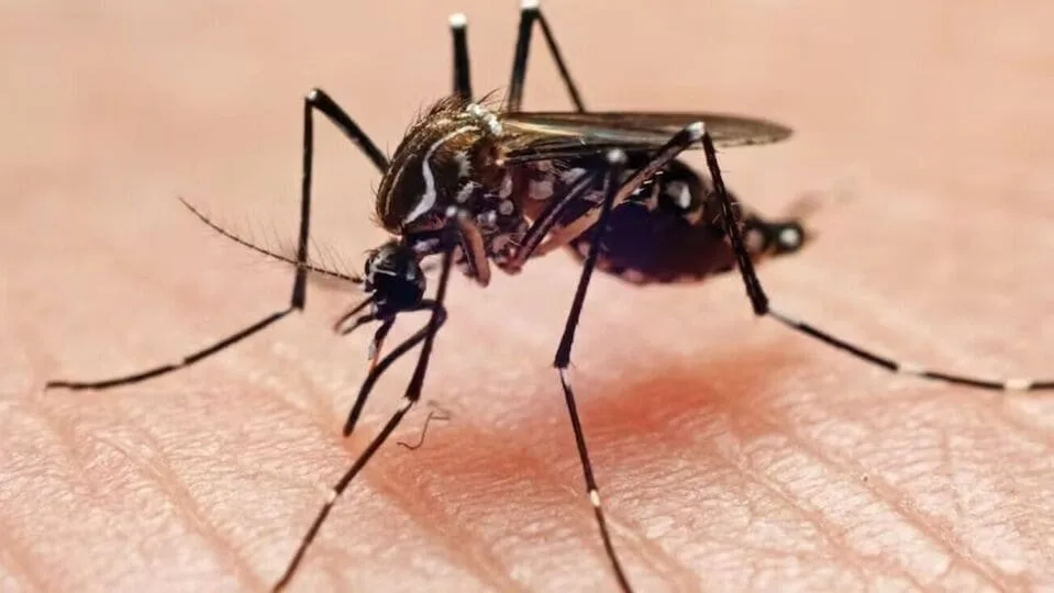 Dengue  Death : டெங்குவுக்கு சிறுவன் பலி – சென்னையில் பரிதாபம்