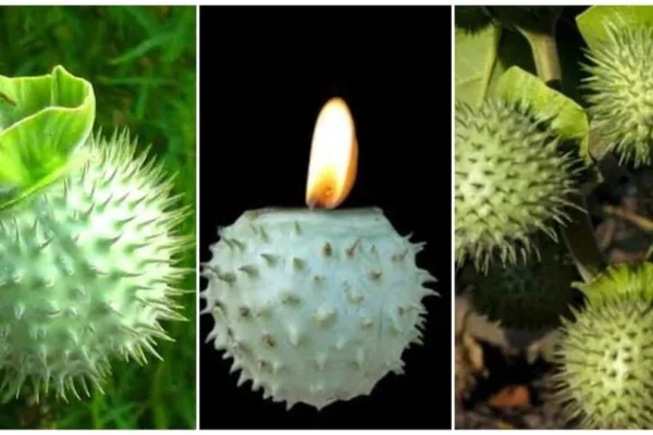 Pariharam: பில்லி சூனியம் ஏவல் கண்திருஷ்டி அச்சமா.. குடும்பத்தில் முன்னேற்றம் வர இந்த ஒரு மூலிகை போதும்!