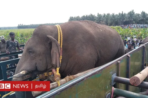 காட்டு யானைகள் ஊருக்குள் வருவதால் யாருக்கு, என்ன பிரச்னை? சரி செய்வது எப்படி?