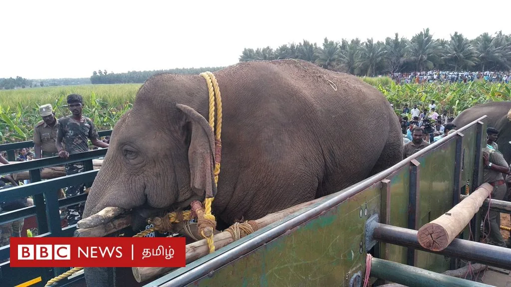 காட்டு யானைகள் ஊருக்குள் வருவதால் யாருக்கு, என்ன பிரச்னை? சரி செய்வது எப்படி?