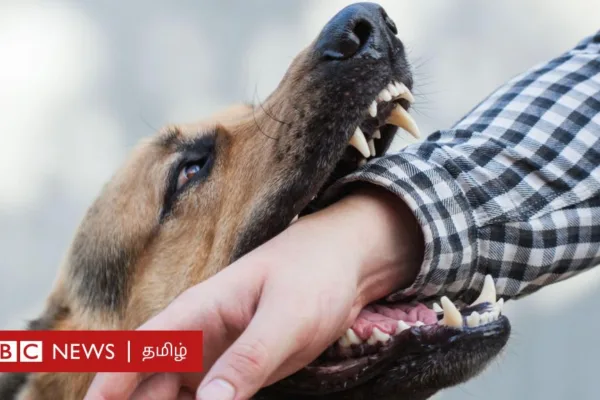 நாய் கடிக்க வந்தால் என்ன செய்ய வேண்டும்? நாய்க்கடியை கவனிக்காமல் விட்டால் என்ன ஆகும்?