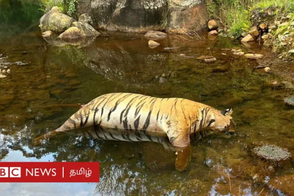 மாட்டுக்கறியில் விஷம் கலந்த விவசாயி: நீலகிரியில் அடுத்தடுத்து கொல்லப்படும் புலிகள்