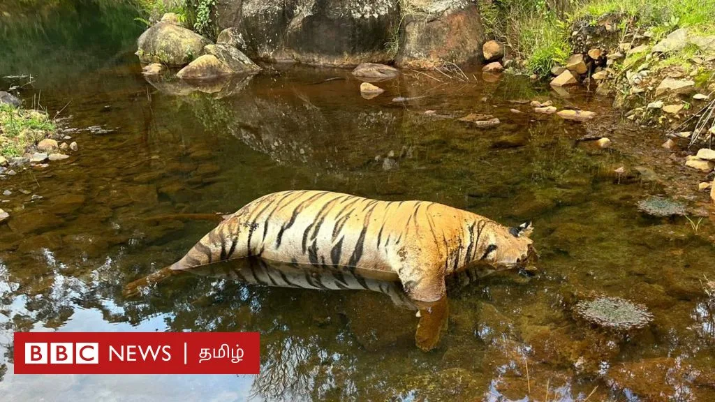 மாட்டுக்கறியில் விஷம் கலந்த விவசாயி: நீலகிரியில் அடுத்தடுத்து கொல்லப்படும் புலிகள்