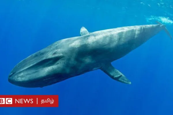 அணுகுண்டு சென்சாரில் பிக்மி நீல திமிங்கலம் சிக்கியது எப்படி? ஆழ்கடலில் என்ன நடந்தது?