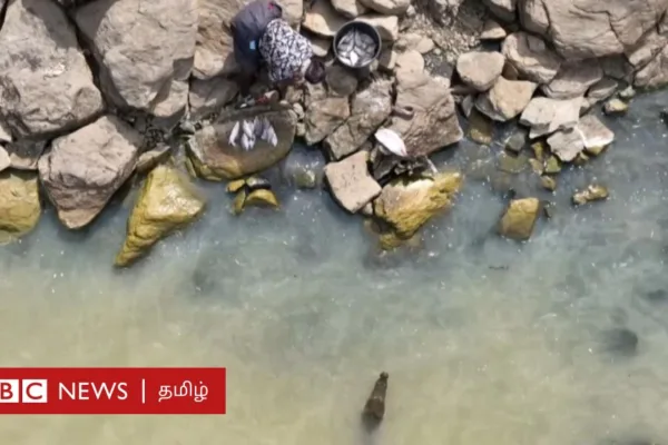 முதலைகளுக்கு அருகில் இந்தப் பெண்கள் வேலை செய்வது ஏன்? – காணொளி