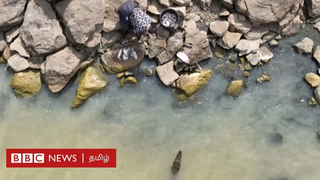 முதலைகளுக்கு அருகில் இந்தப் பெண்கள் வேலை செய்வது ஏன்? – காணொளி