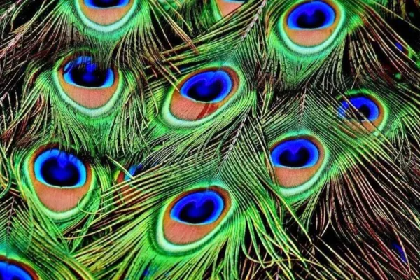 Peacock Feather: பணம், மனம் சார்ந்த பிரச்னைகளுக்கு சிறந்த தீர்வாக இருக்கும் மயில் இறகு!