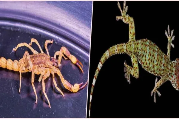 Dream Effect: தேள், பல்லி கனவில் வந்தால் வாழ்க்கையில் நிகழும் தீமைகளும், நன்மைகளும் இவை தான்