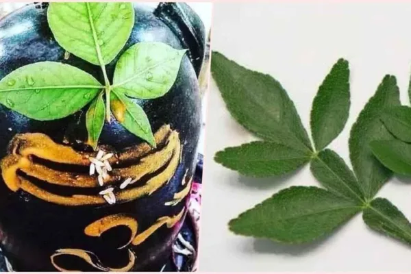 Vilvam : பிரபஞ்சத்தின் ஆற்றலை தரும் வில்வம்! வில்வத்தின் அதிர்வலைகள் எவ்வாறு உணரலாம்?