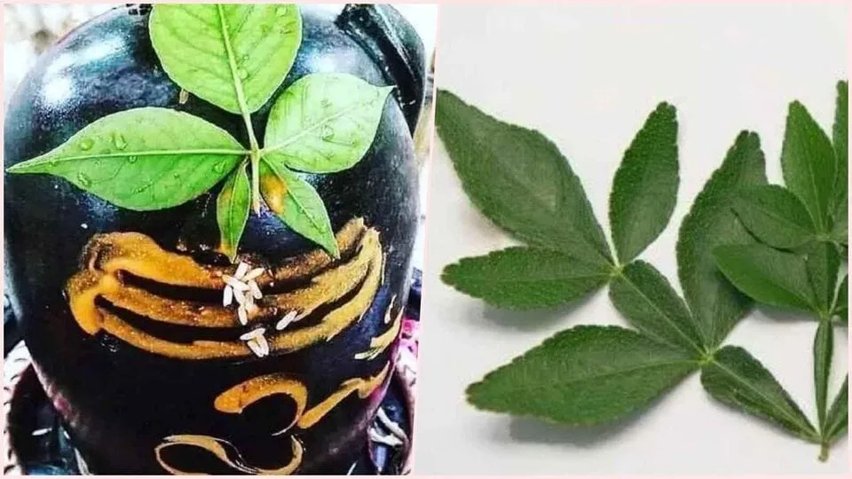 Vilvam : பிரபஞ்சத்தின் ஆற்றலை தரும் வில்வம்! வில்வத்தின் அதிர்வலைகள் எவ்வாறு உணரலாம்?