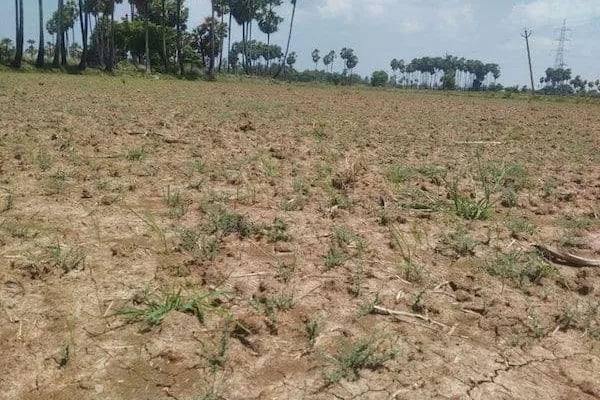 Farmers are frustrated because Cauvery water is not coming; Blighting paddy fields in Karaikal  காவிரி நீர் வராததால் விவசாயிகள்... விரக்தி; காரைக்காலில் கருகும் நெற்பயிர்கள்