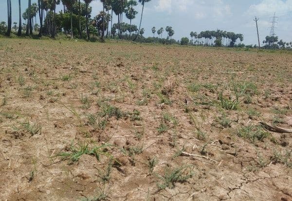 Farmers are frustrated because Cauvery water is not coming; Blighting paddy fields in Karaikal  காவிரி நீர் வராததால் விவசாயிகள்... விரக்தி; காரைக்காலில் கருகும் நெற்பயிர்கள்