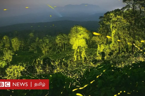 மின்மினிப் பூச்சிகளால் ஒளிரும் ஆனைமலை: விருது வென்ற அதிசய புகைப்படத்தின் பின்னணி என்ன?