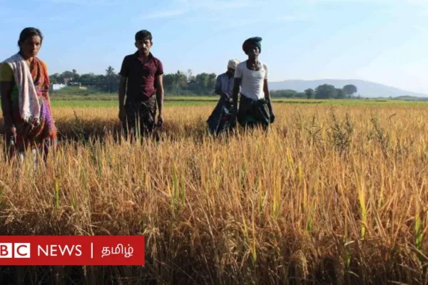 குறுவை பயிர் காப்பீடு: மத்திய அரசு முன்வந்தும் தமிழ்நாடு அரசு மறுப்பது ஏன்? விவசாயிகளுக்கு என்ன பாதிப்பு?