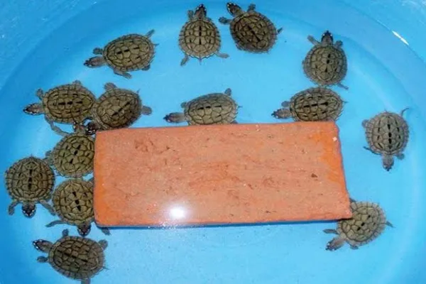 955 உயிருள்ள கங்கை ஆமைகள் மீட்பு…! 6 பேரை கைது செய்த காவல்துறை…!