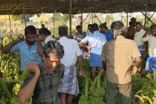 Ayudha Puja: ஆயுத பூஜை விற்பனைக்கு ஆயிரக்கணக்கில் குவிக்கப்பட்ட வாழை தார்கள்!