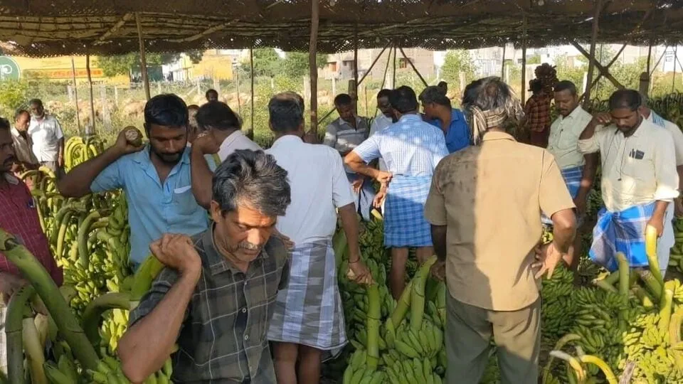 Ayudha Puja: ஆயுத பூஜை விற்பனைக்கு ஆயிரக்கணக்கில் குவிக்கப்பட்ட வாழை தார்கள்!