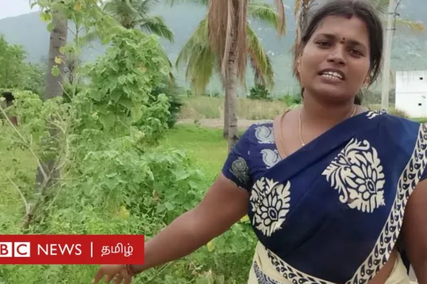 பூனைவால் கோரைப் புல்: தமிழ்நாட்டில் பாய் தயாரிக்க உதவும் இந்தப் புல் விவசாயத்தை அழிப்பது எப்படி?