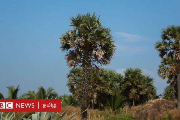 தமிழ்நாடு: பனை மரங்கள் கடலரிப்பை தடுக்கும், நிலத்தடி நீரை சேமிக்கும் என்பது உண்மையா?