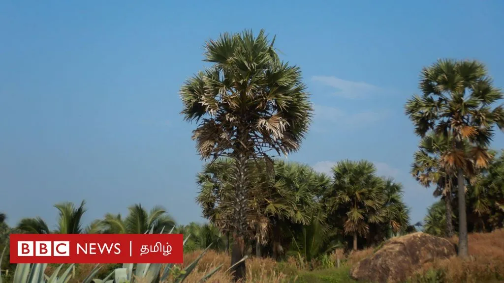 தமிழ்நாடு: பனை மரங்கள் கடலரிப்பை தடுக்கும், நிலத்தடி நீரை சேமிக்கும் என்பது உண்மையா?