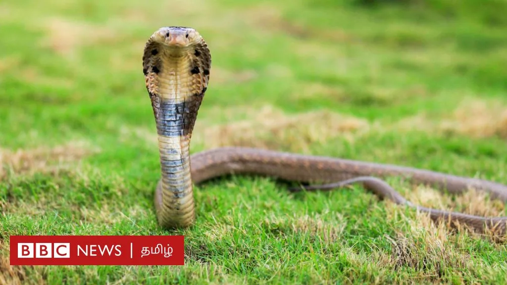 பாம்புகளை அடித்துக் கொன்றால் 7 ஆண்டு சிறை தண்டனையா? சட்டம் என்ன சொல்கிறது?
